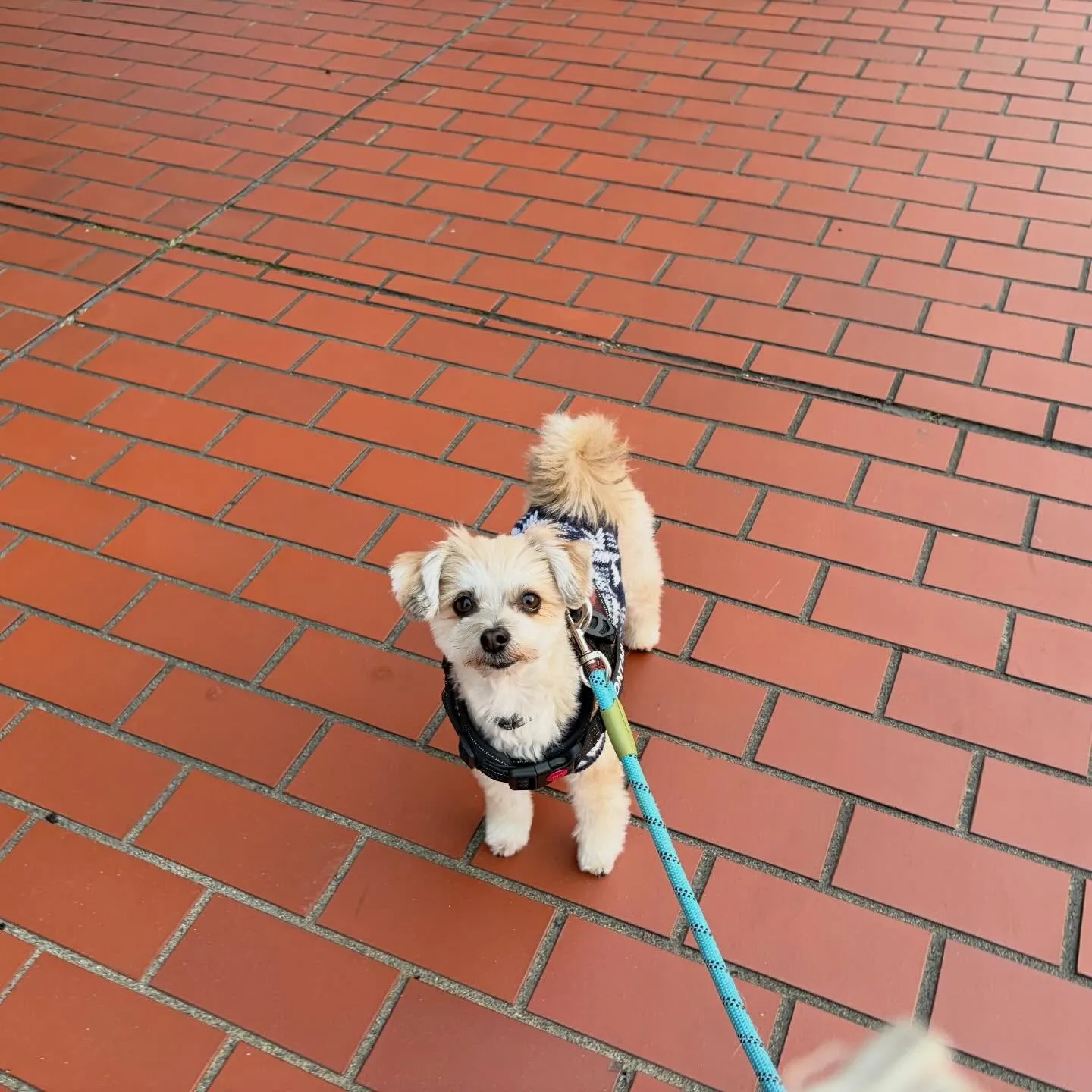 どうやら先月のお手入れわんこ写真の中でアップし忘れていた子が...