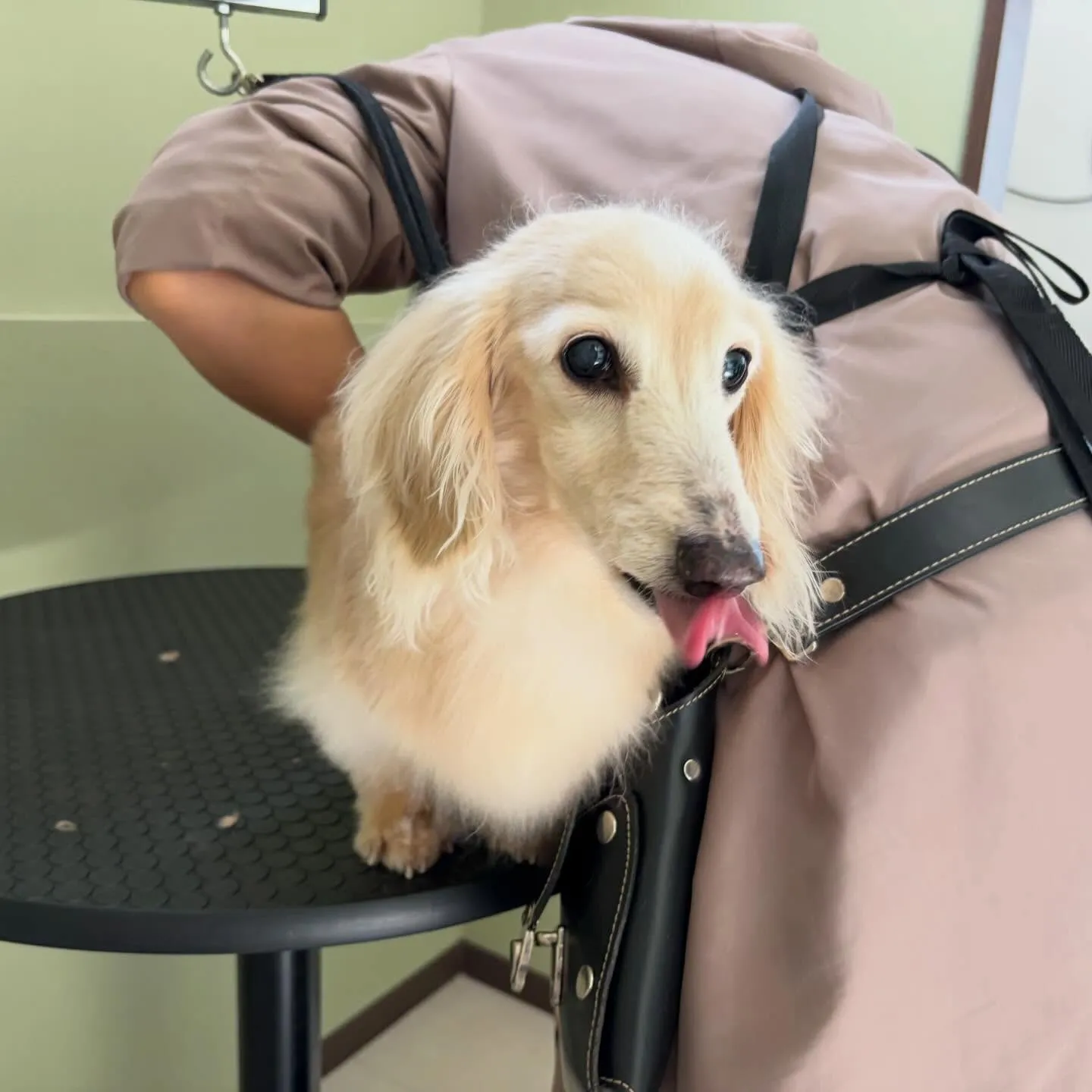 トリミングのセットメニューをご利用頂いたわんこたちです💖