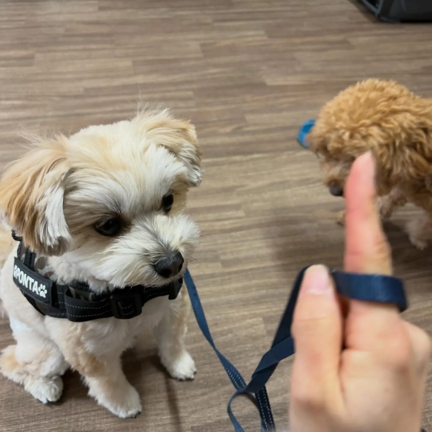 どうやら先月のお手入れわんこ写真の中でアップし忘れていた子が...