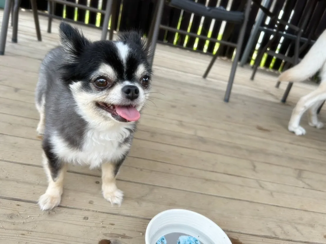 【ドッグランイベント予約受付開始のお知らせ】 