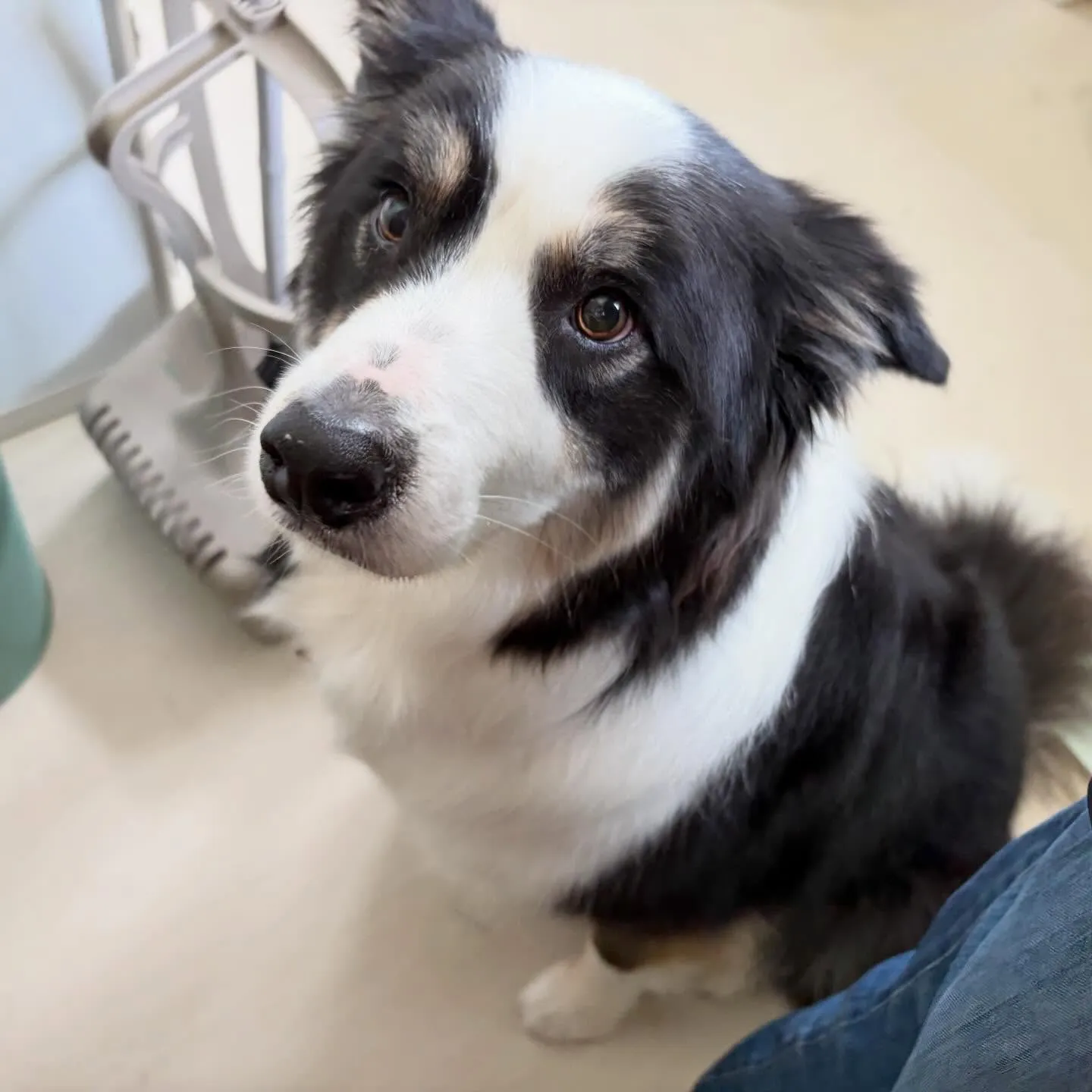 トリミングのセットメニューをご利用頂いたわんこたちです💖