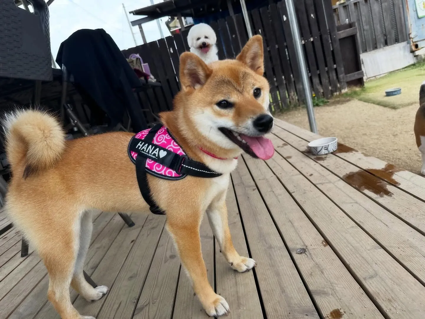 【ドッグランイベント 20日の予約受付終了のお知らせ】