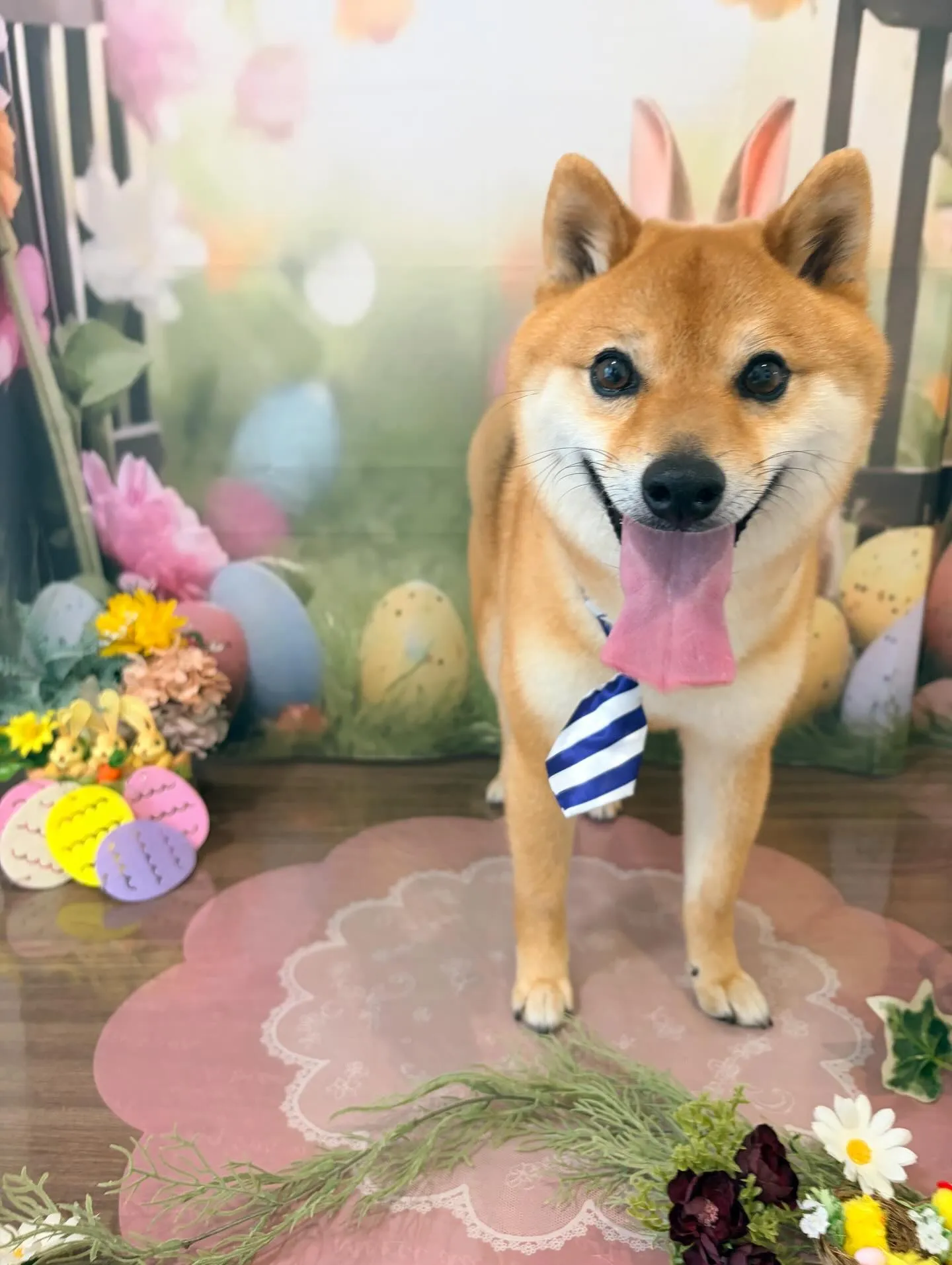 トリミングのセットメニューをご利用頂いたわんこたちです✨️