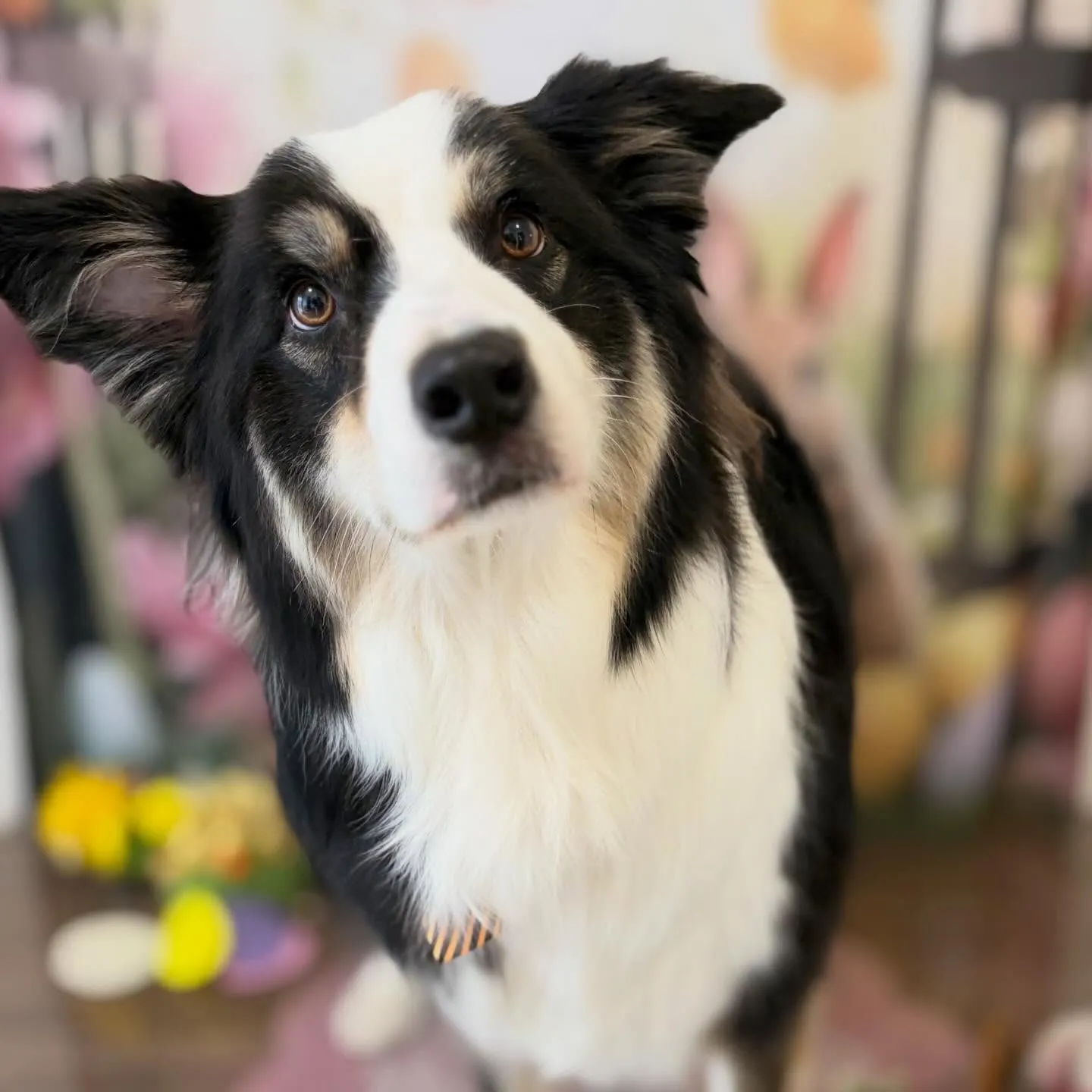 トリミングのセットメニューをご利用頂いたわんこたちです💖