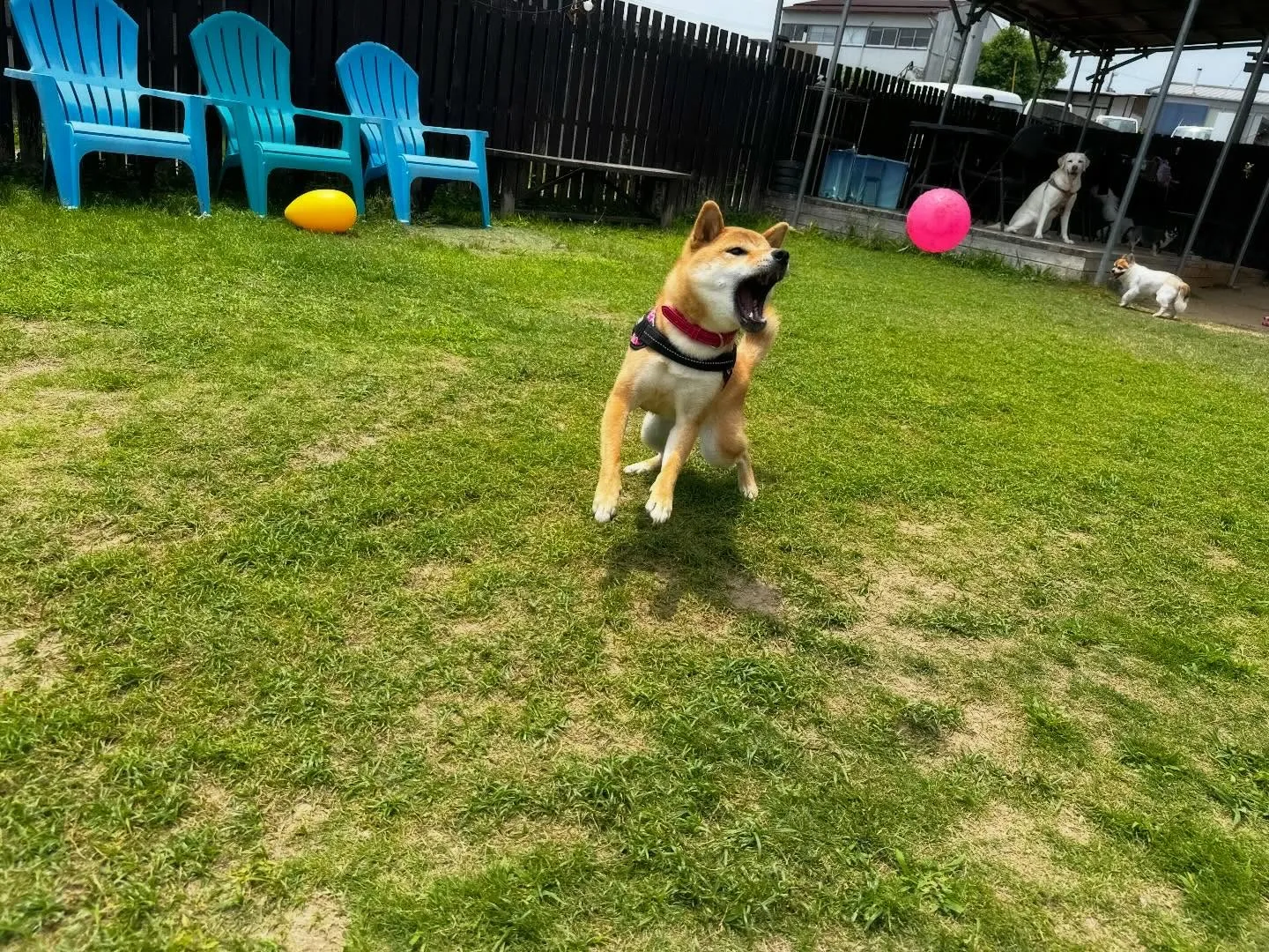 【ドッグランイベント予約受付開始のお知らせ】 