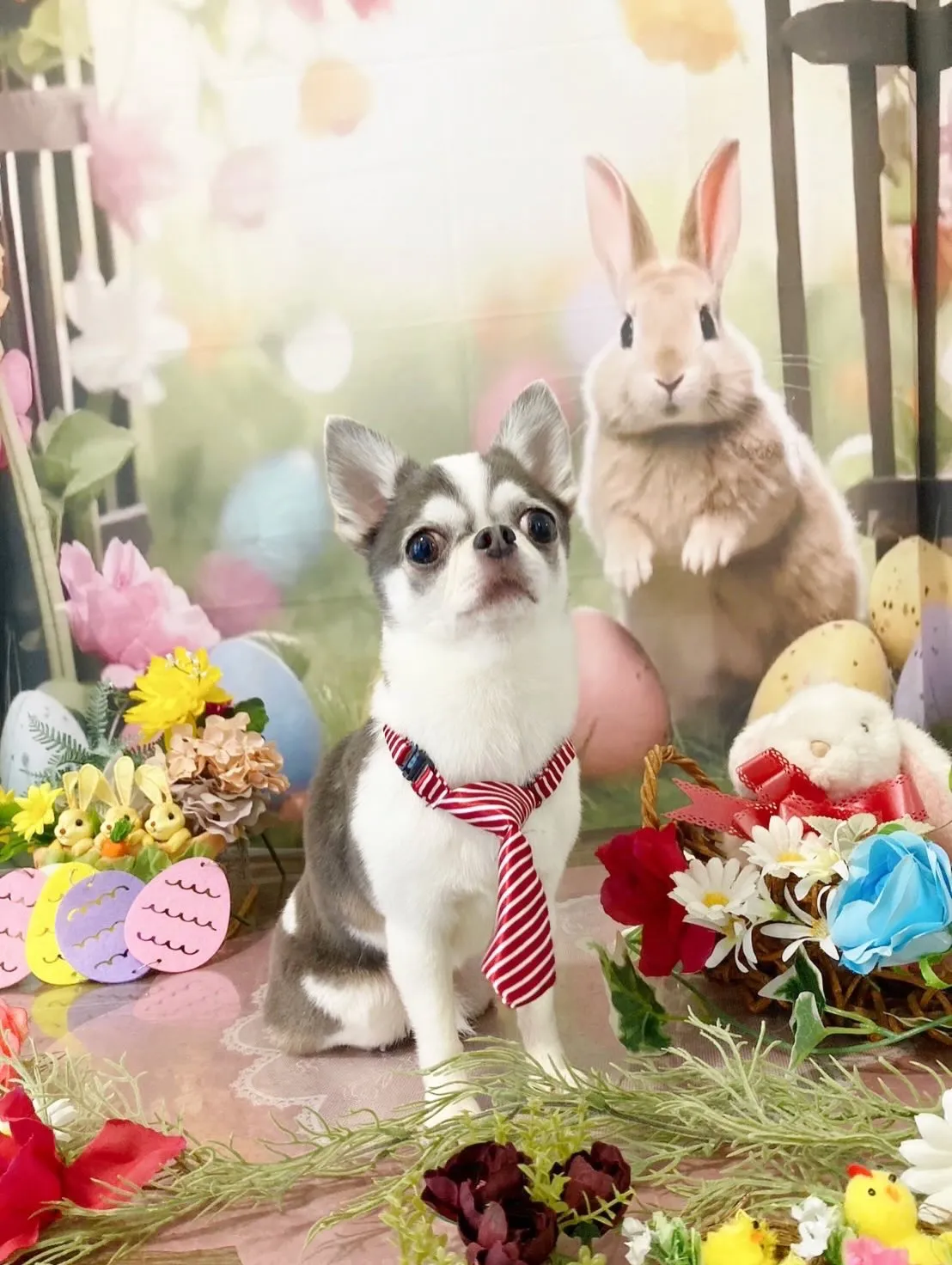 トリミングのセットメニューをご利用頂いたわんこたちです✨️