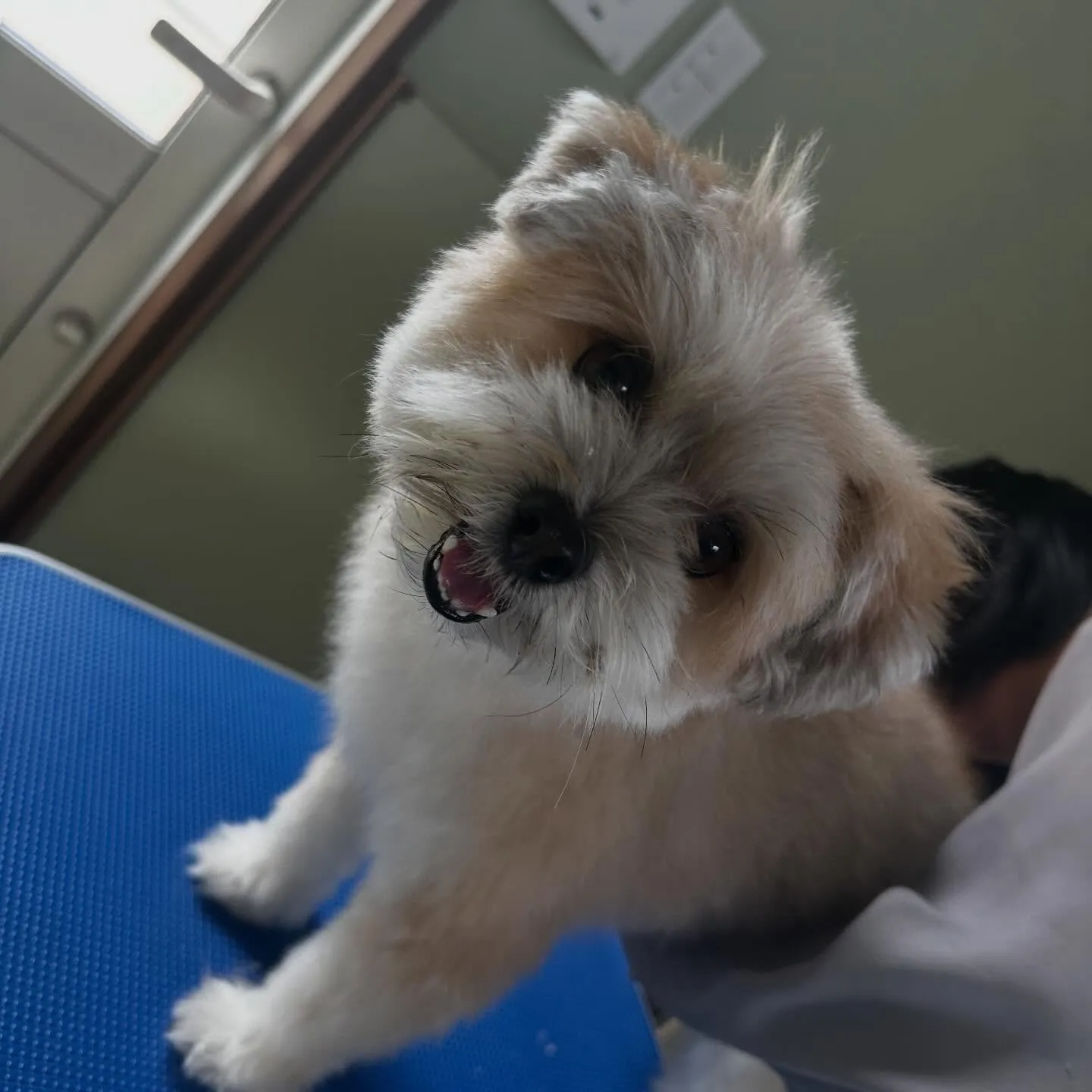 どうやら先月のお手入れわんこ写真の中でアップし忘れていた子が...