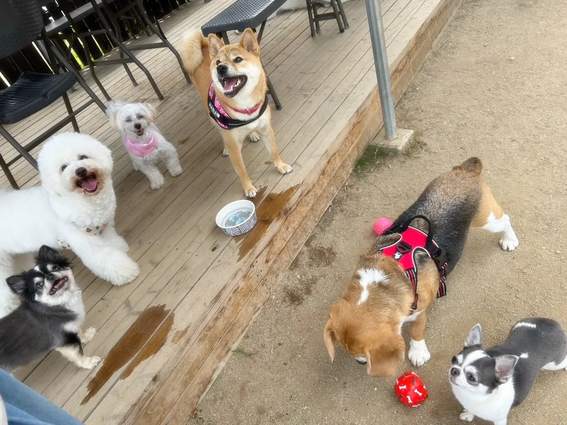 【ドッグランイベント予約受付開始のお知らせ】 