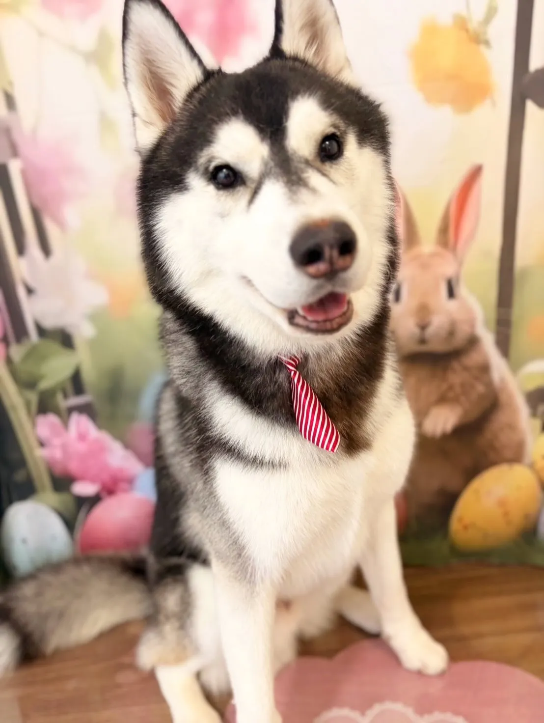 トリミングのセットメニューをご利用頂いたわんこたちです✨️