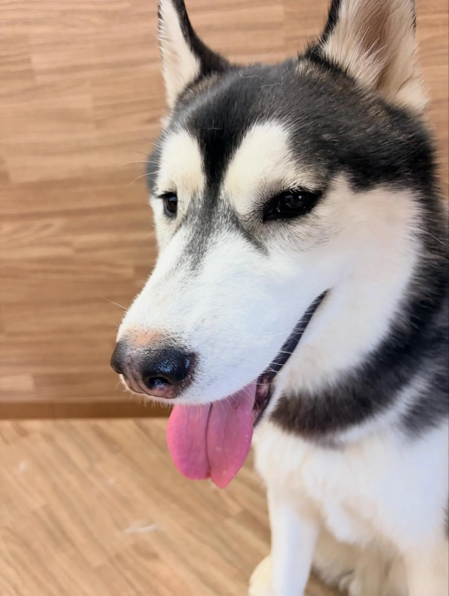 トリミングのセットメニューをご利用頂いたわんこたちです✨️