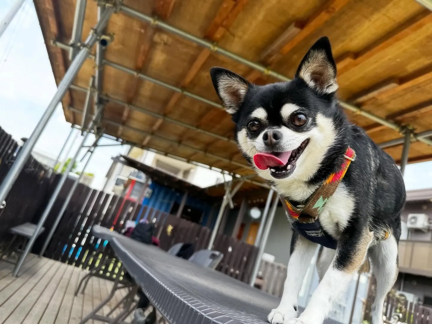 【ドッグランイベント 20日の予約受付終了のお知らせ】