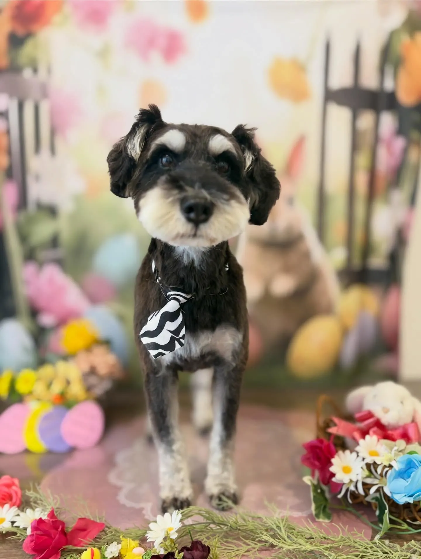 トリミングのセットメニューをご利用頂いたわんこたちです✨️