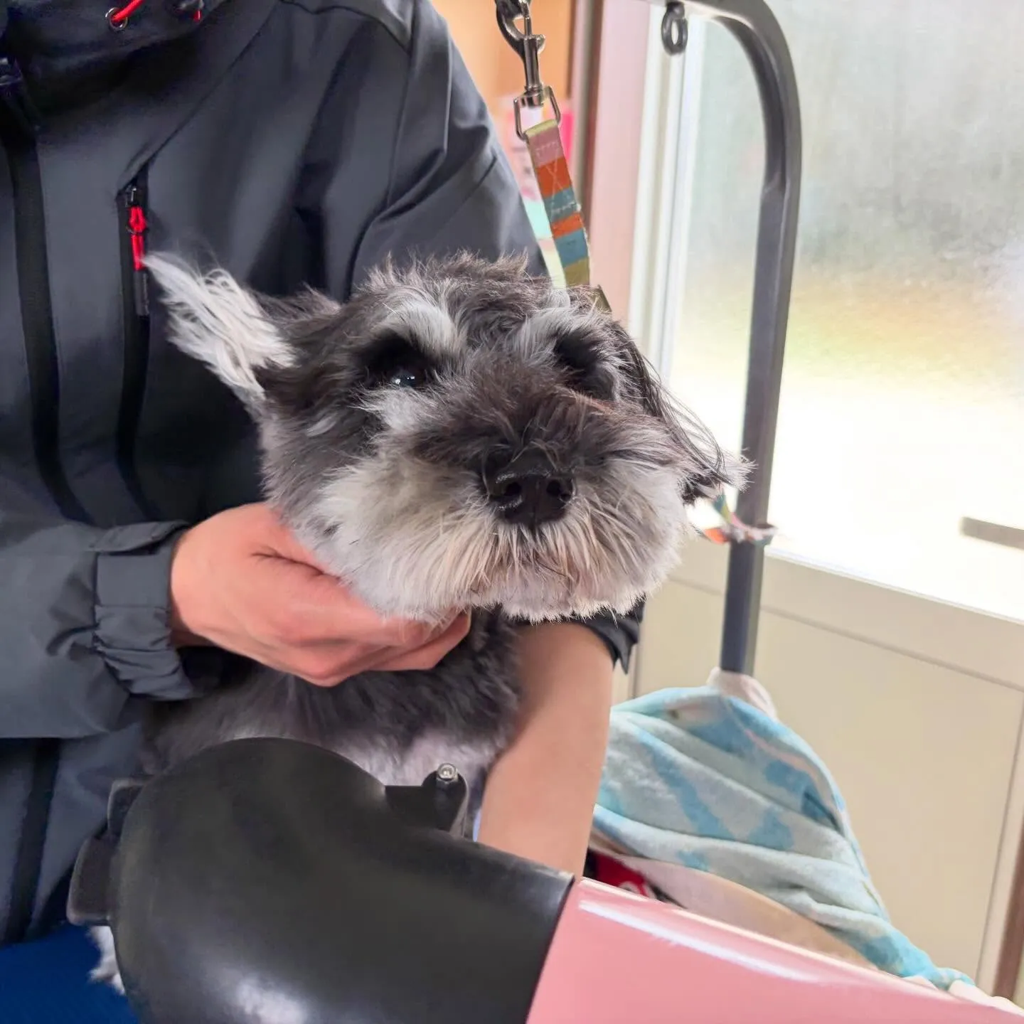 トリミングのセットメニューをご利用頂いたわんこたちです💖