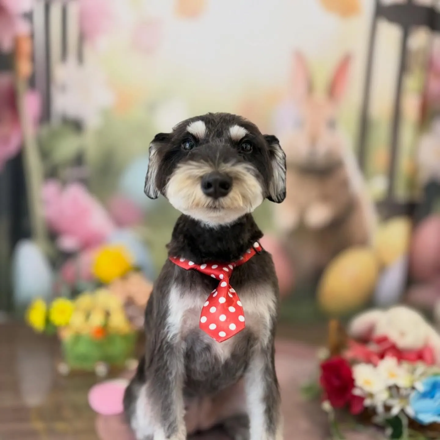 トリミングのセットメニューをご利用頂いたわんこたちです💖