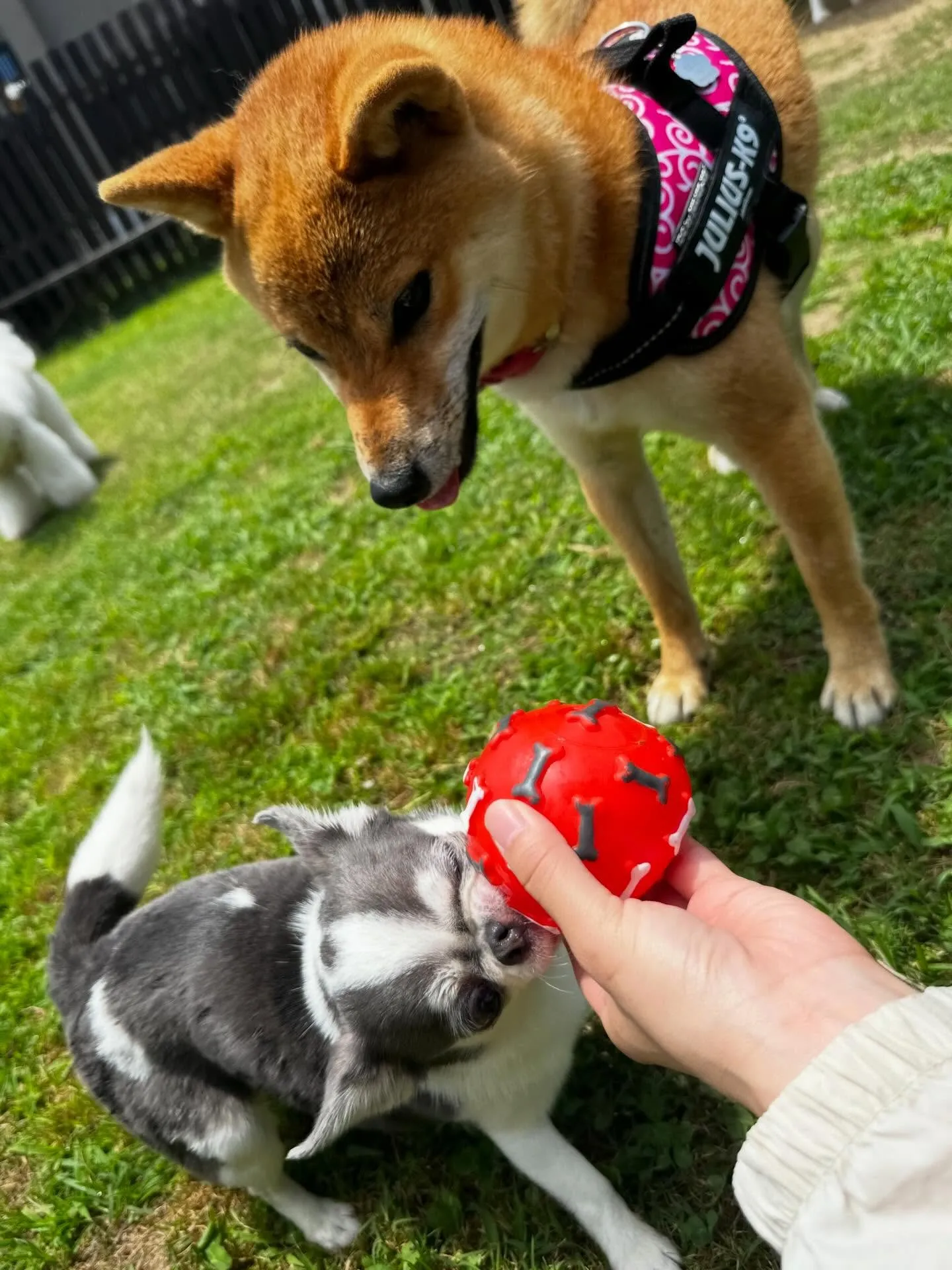 【ドッグランイベント 予約受付終了のお知らせ】