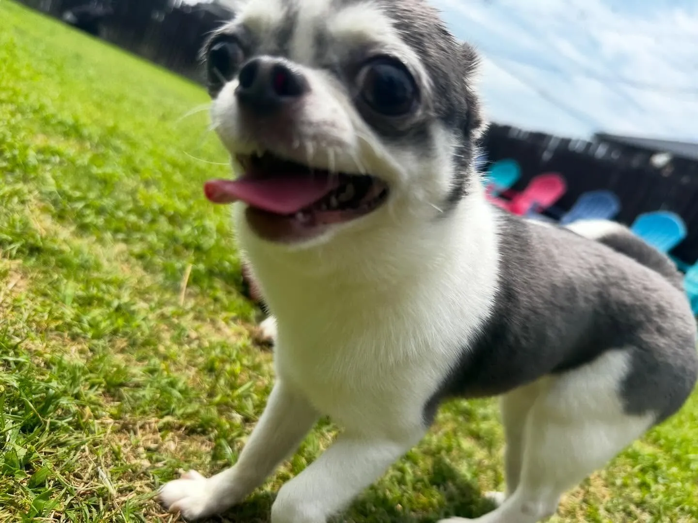 【ドッグランイベント予約受付開始のお知らせ】 