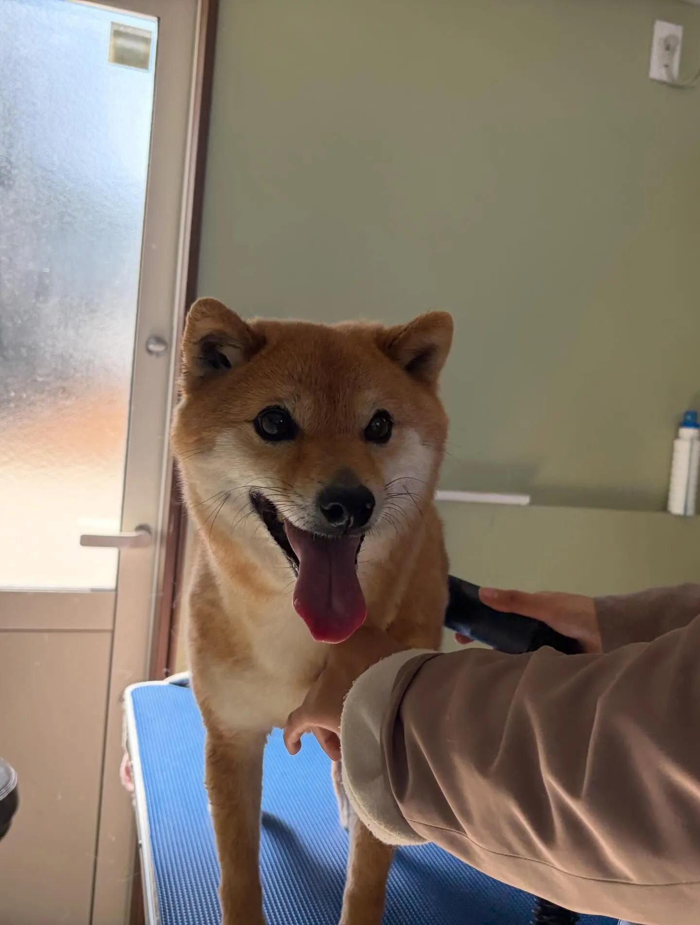 トリミングのセットメニューをご利用頂いたわんこたちです✨️