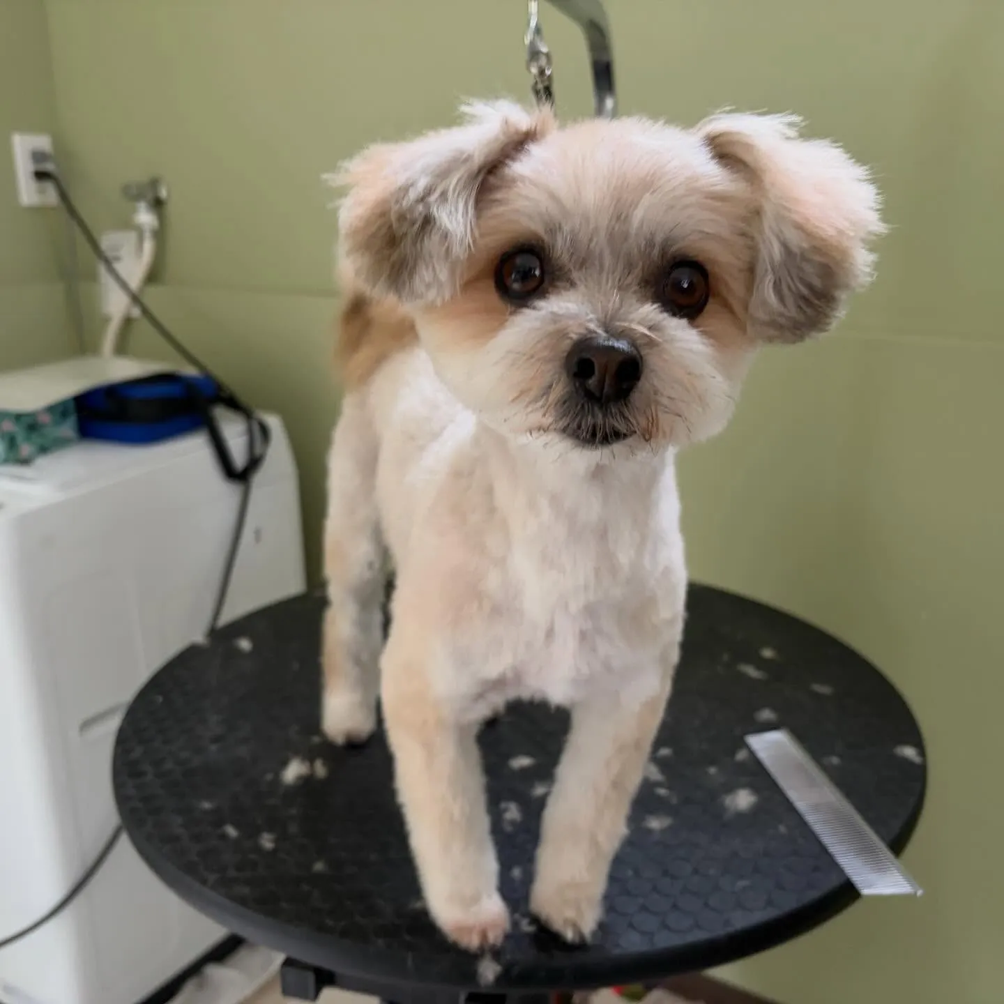 どうやら先月のお手入れわんこ写真の中でアップし忘れていた子が...