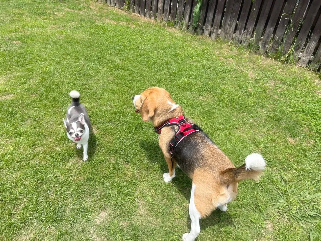 【ドッグランイベント予約受付開始のお知らせ】 