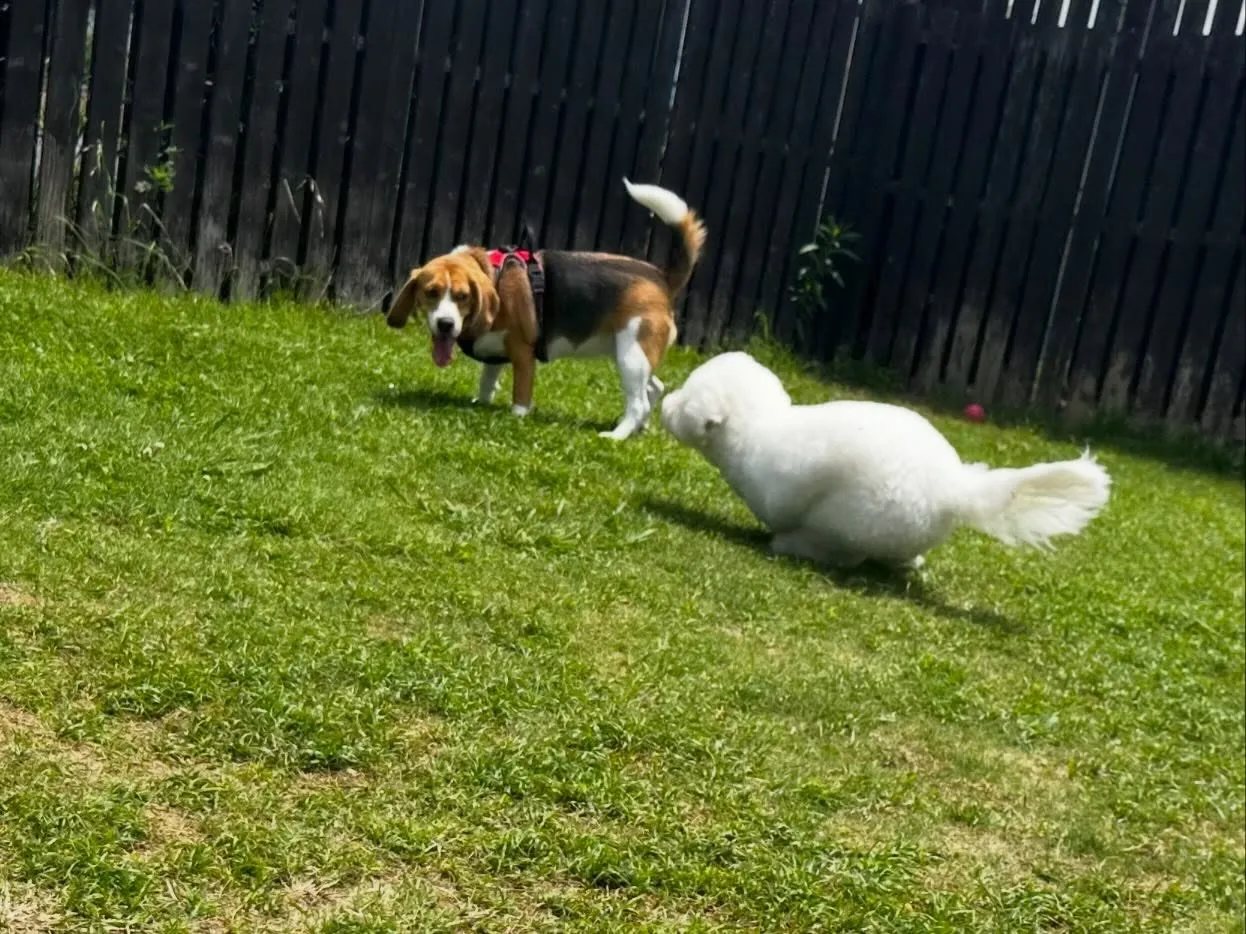 【ドッグランイベント 20日の予約受付終了のお知らせ】