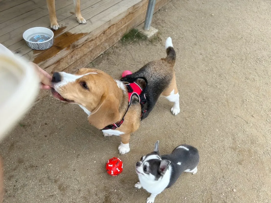 【ドッグランイベント 20日の予約受付終了のお知らせ】