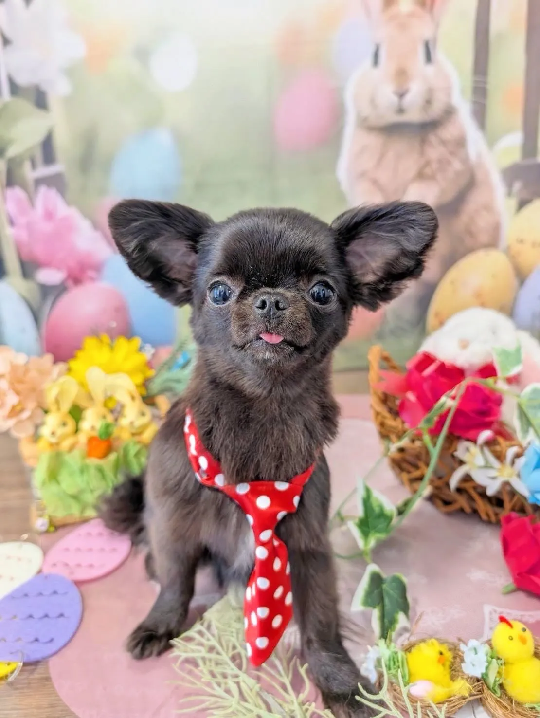 トリミングのセットメニューをご利用頂いたわんこたちです✨️