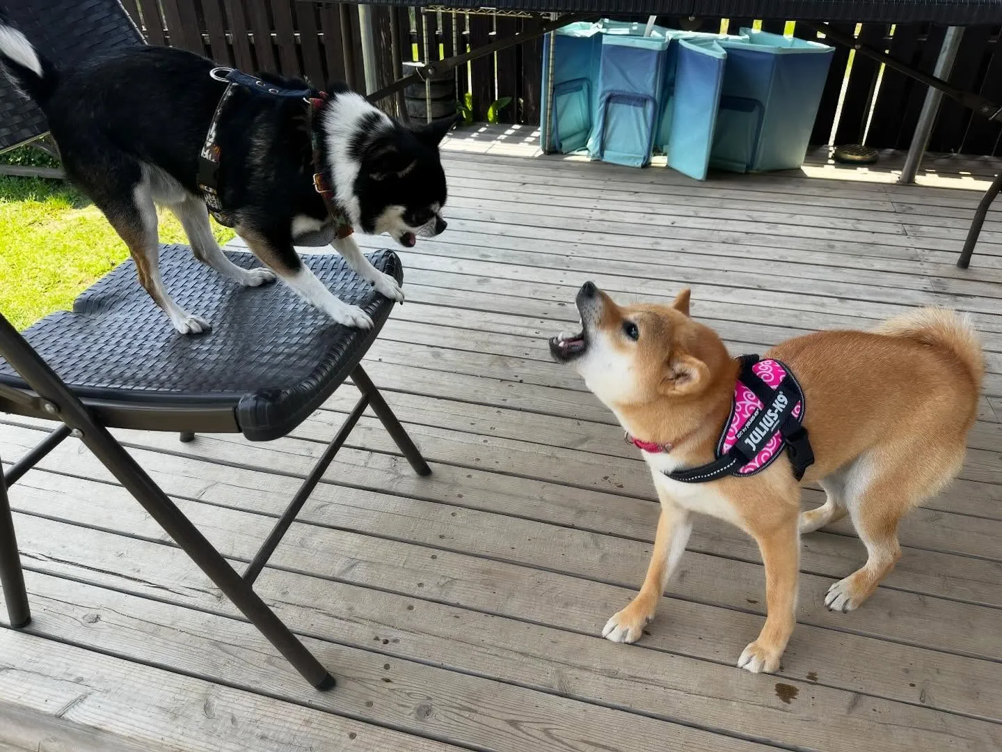 【ドッグランイベント 20日の予約受付終了のお知らせ】