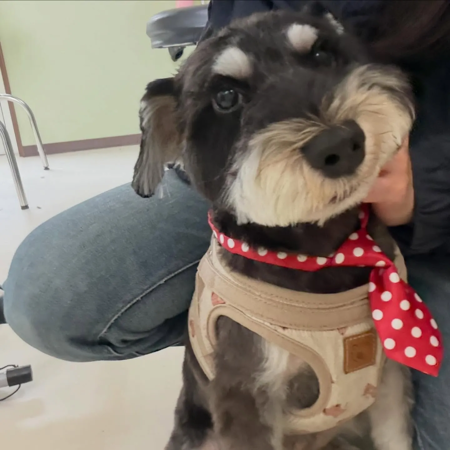 トリミングのセットメニューをご利用頂いたわんこたちです💖