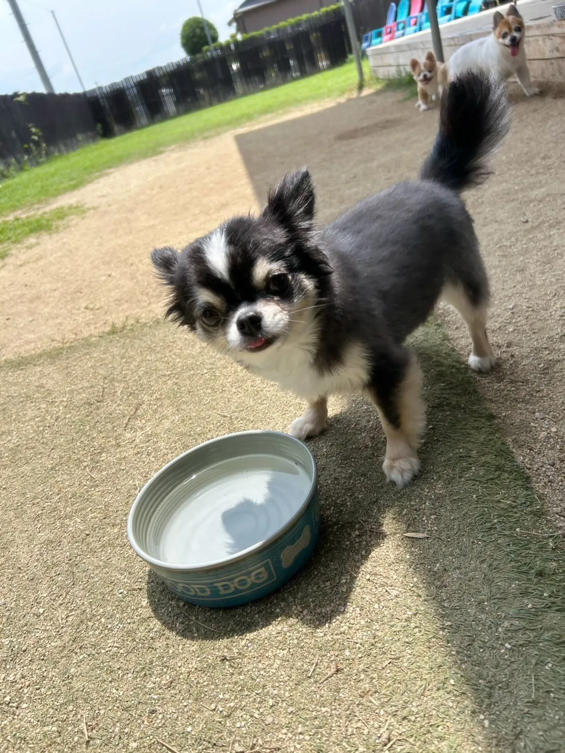 【ドッグランイベント 予約受付終了のお知らせ】