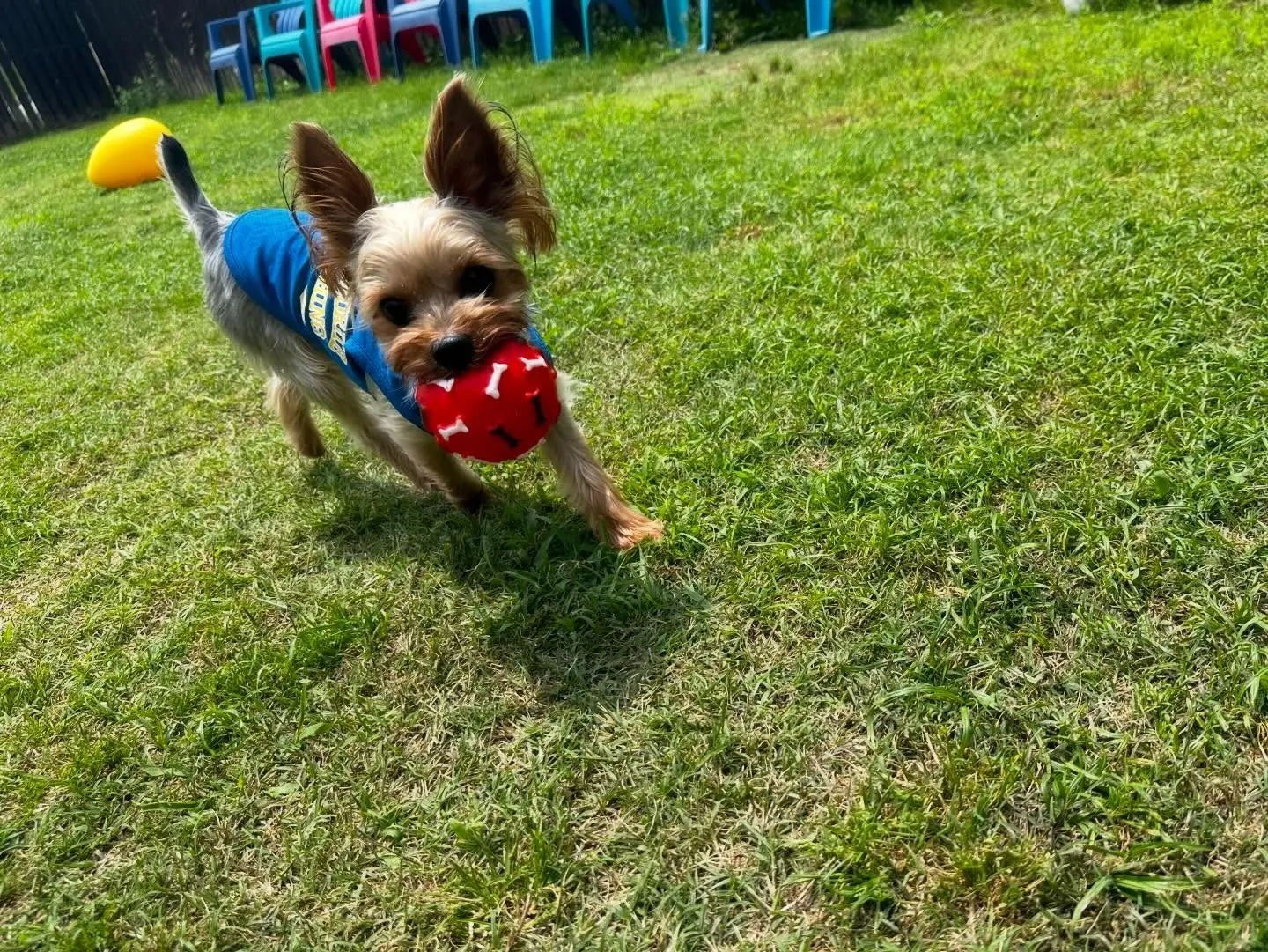 【ドッグランイベント予約受付開始のお知らせ】 