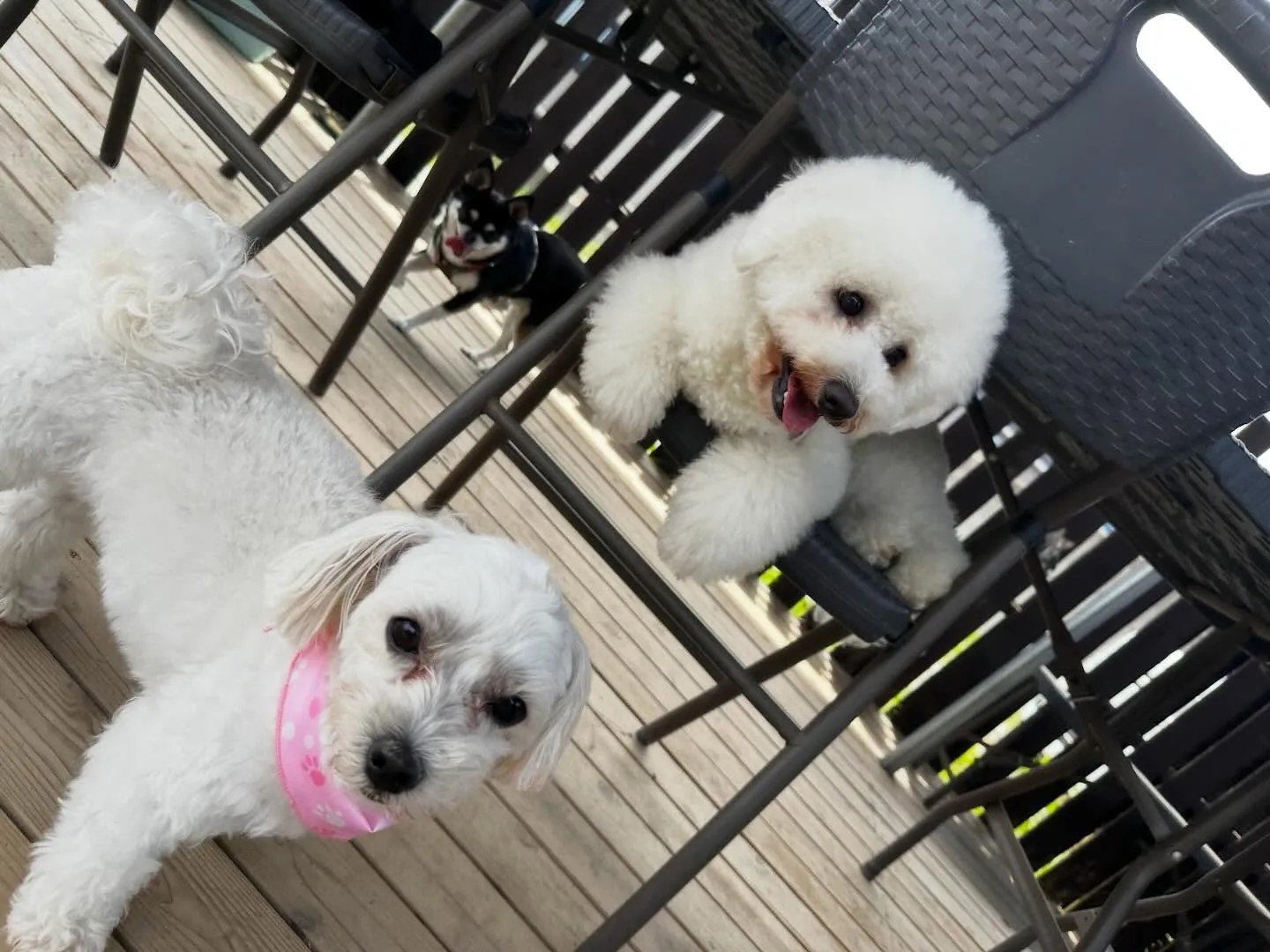 【ドッグランイベント 20日の予約受付終了のお知らせ】