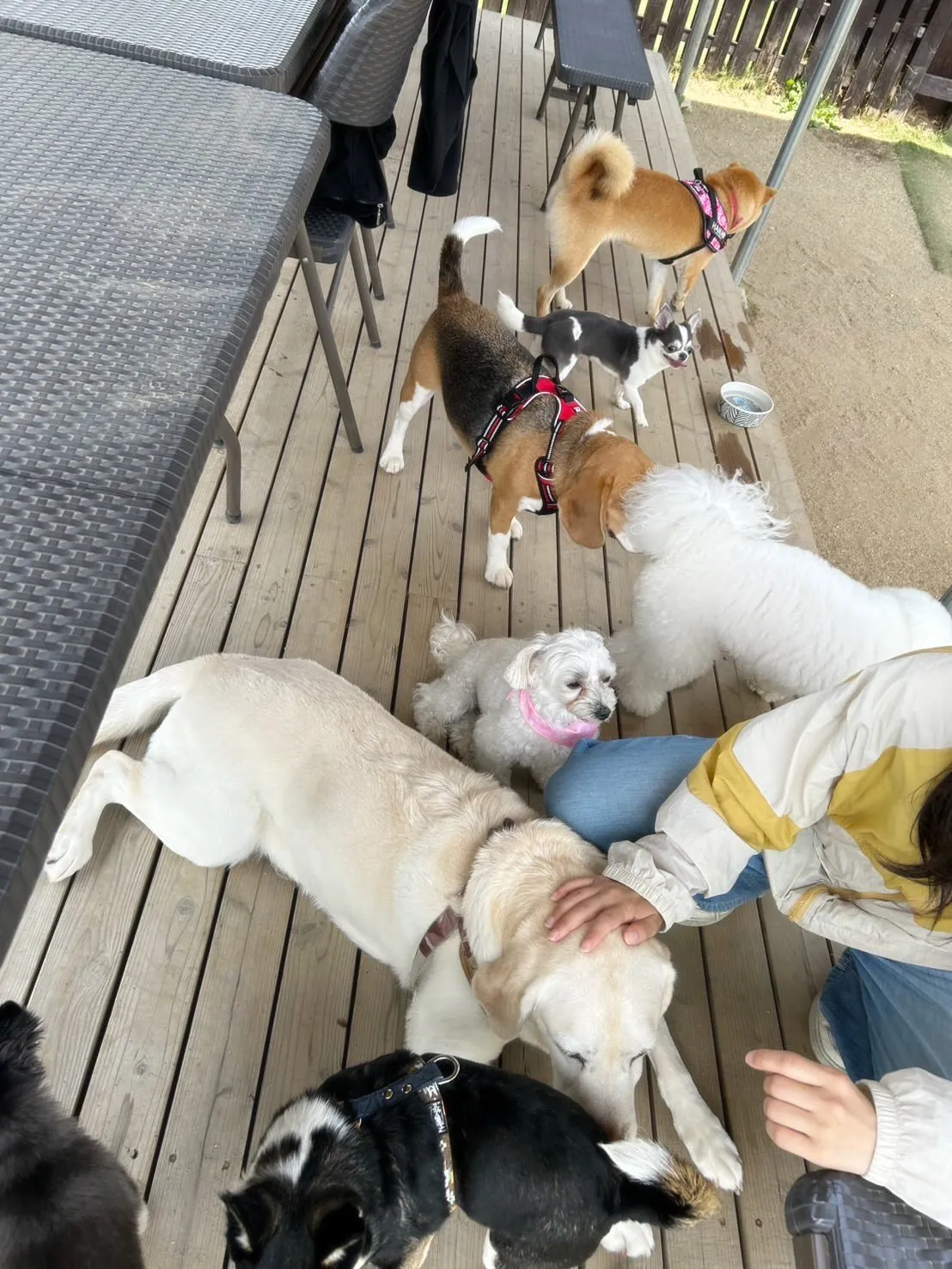 【ドッグランイベント 予約受付終了のお知らせ】