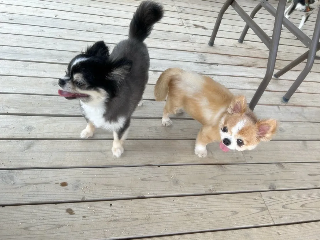 【ドッグランイベント予約受付開始のお知らせ】 