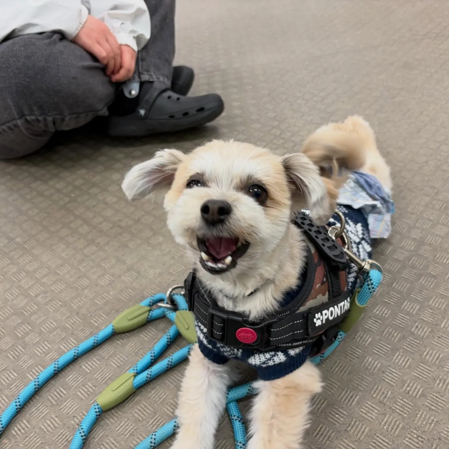 どうやら先月のお手入れわんこ写真の中でアップし忘れていた子が...