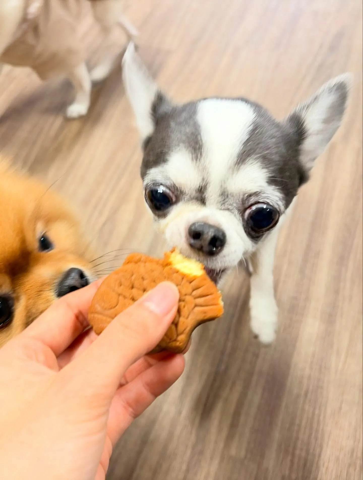 トリミングのセットメニューをご利用頂いたわんこたちです✨️