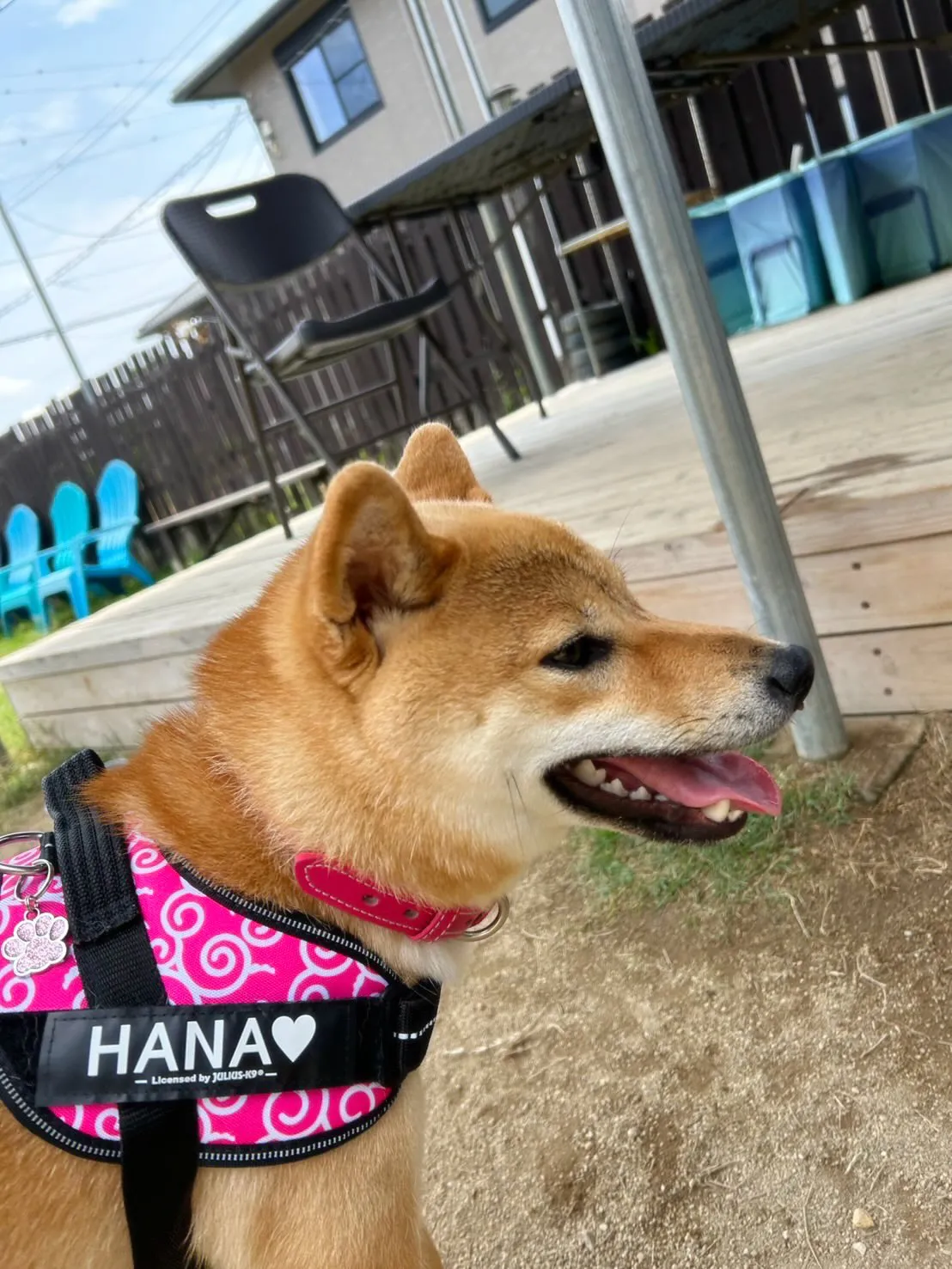 【ドッグランイベント 予約受付終了のお知らせ】