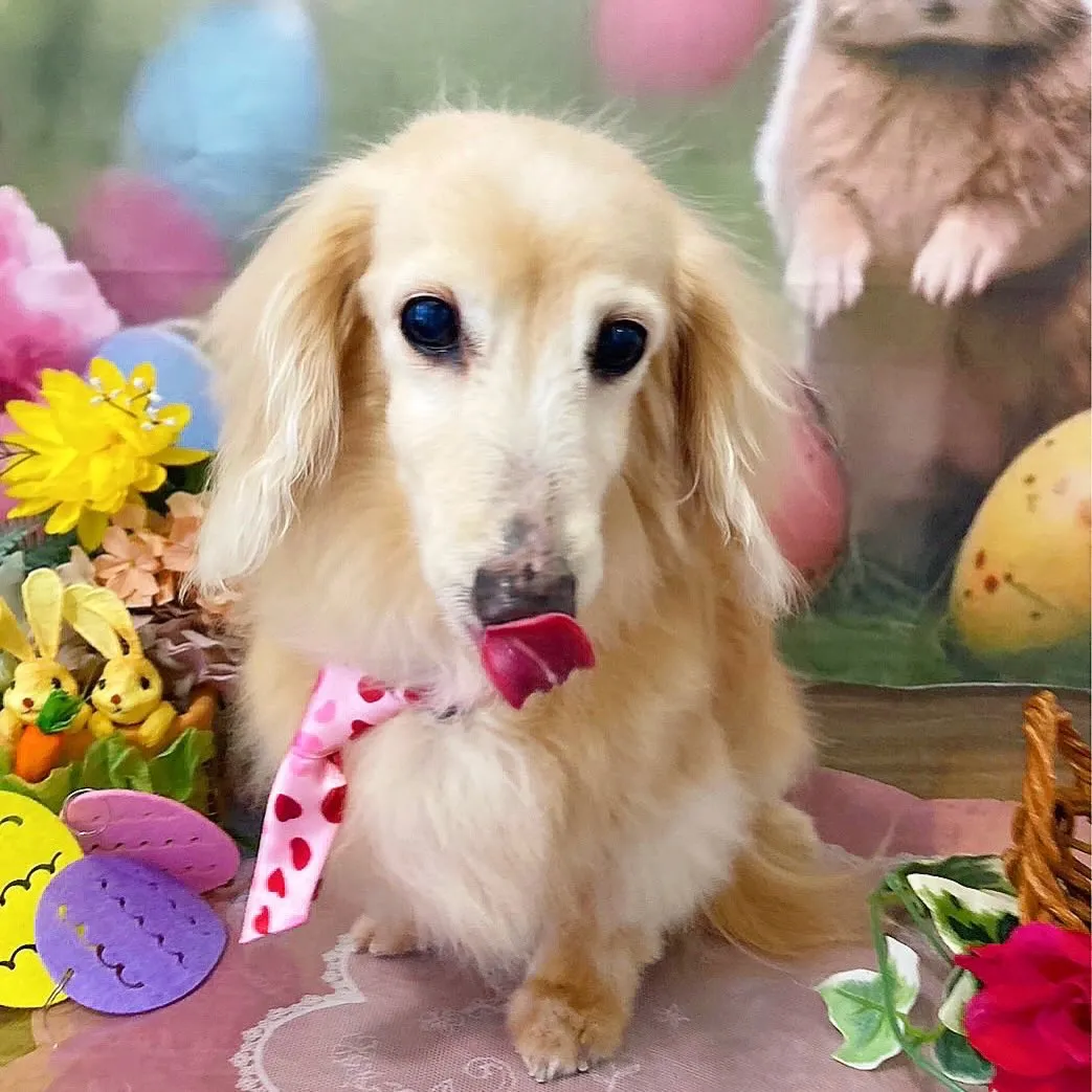 トリミングのセットメニューをご利用頂いたわんこたちです💖