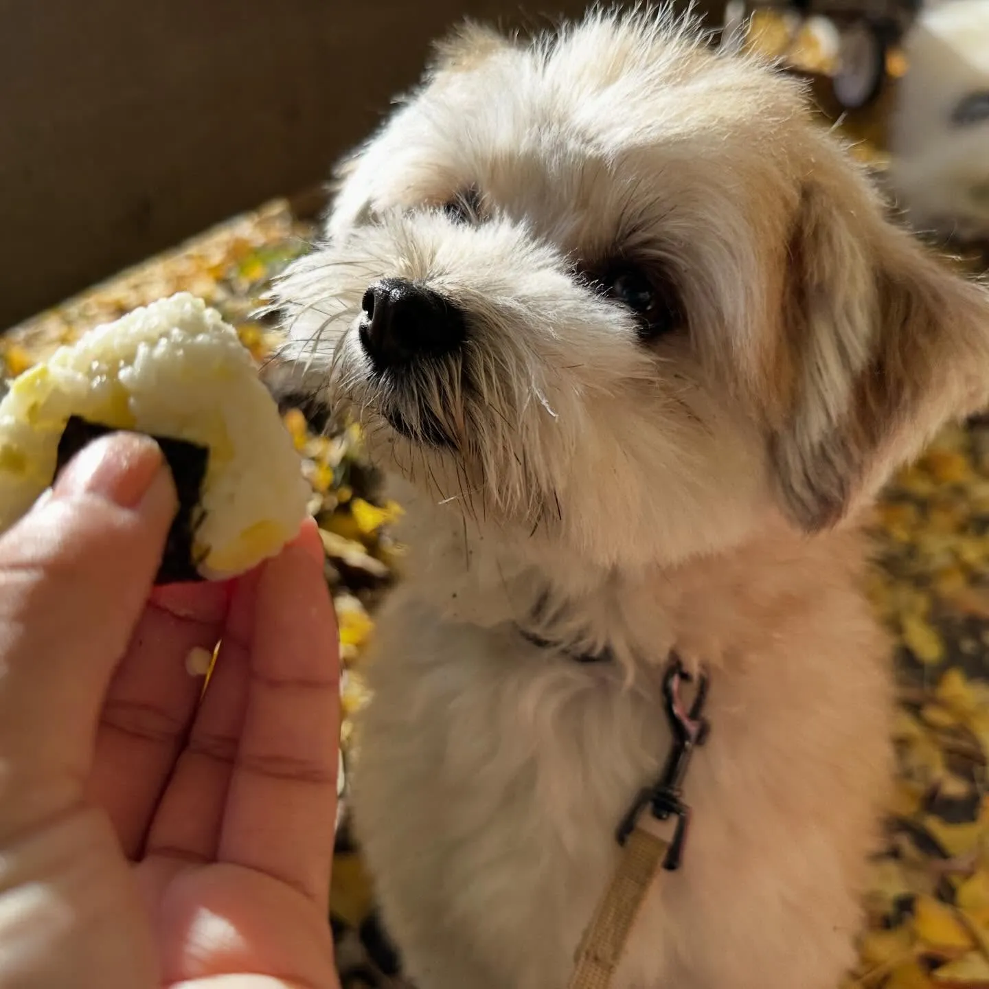 どうやら先月のお手入れわんこ写真の中でアップし忘れていた子が...