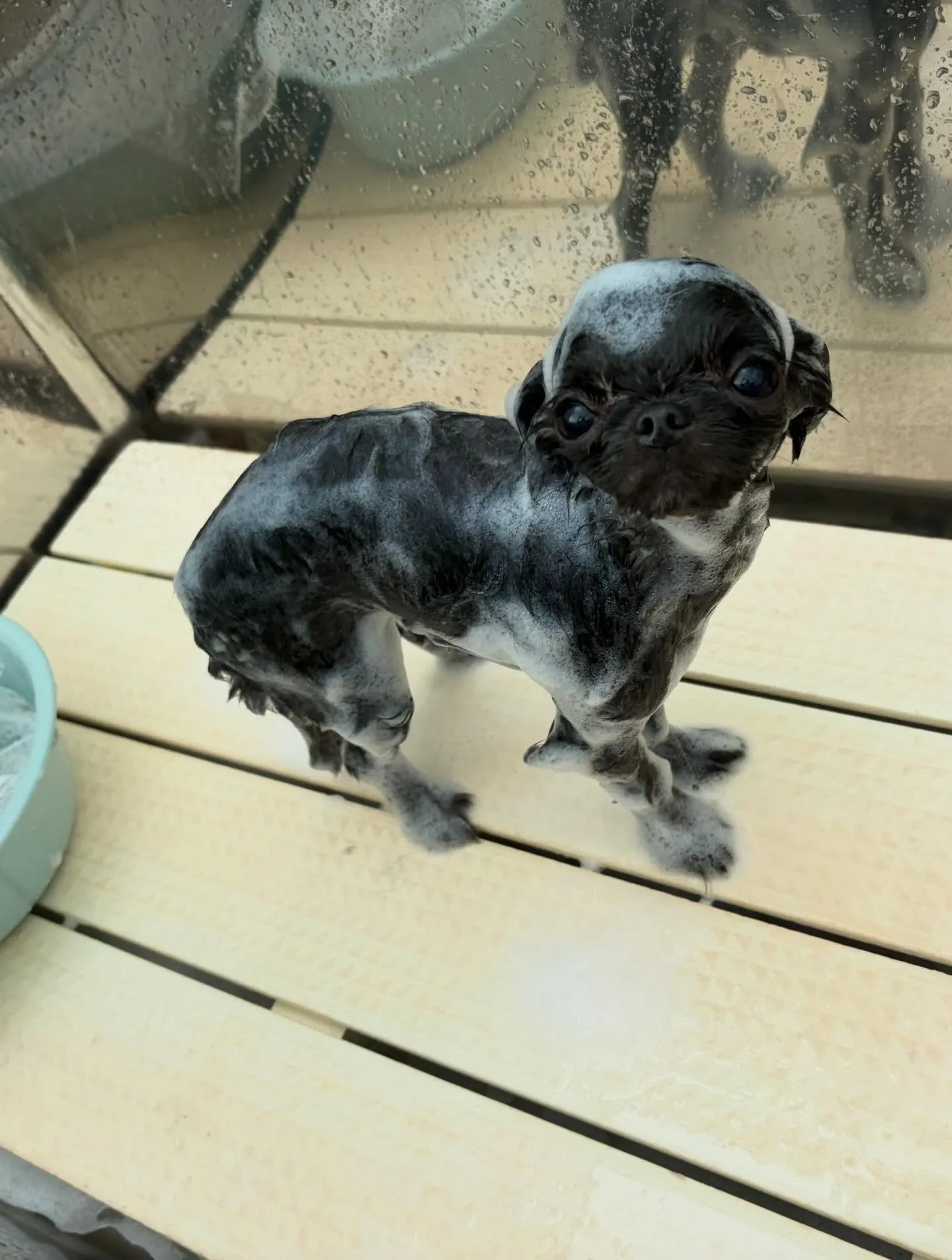 トリミングのセットメニューをご利用頂いたわんこたちです✨️