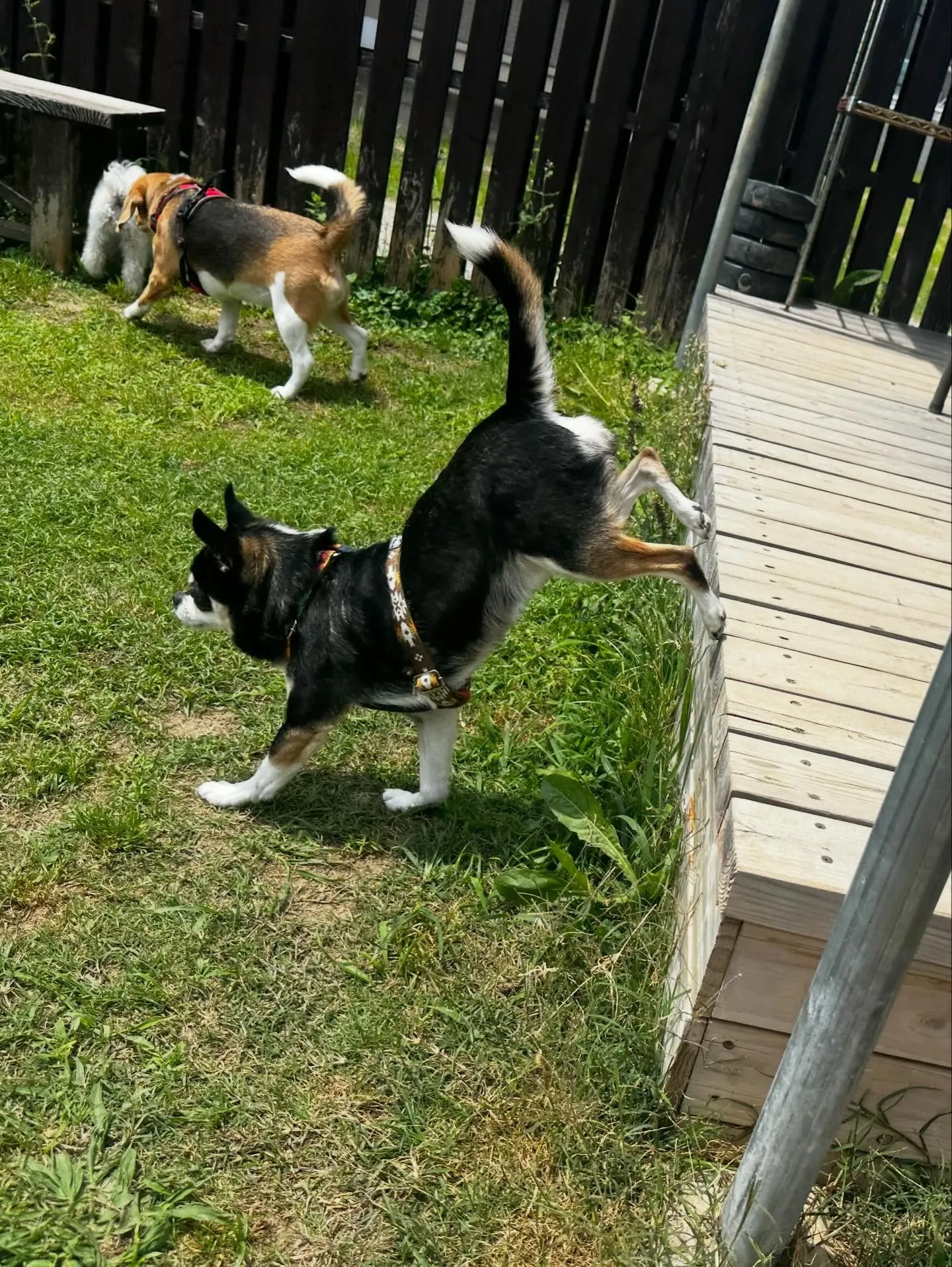 【ドッグランイベント 予約受付終了のお知らせ】