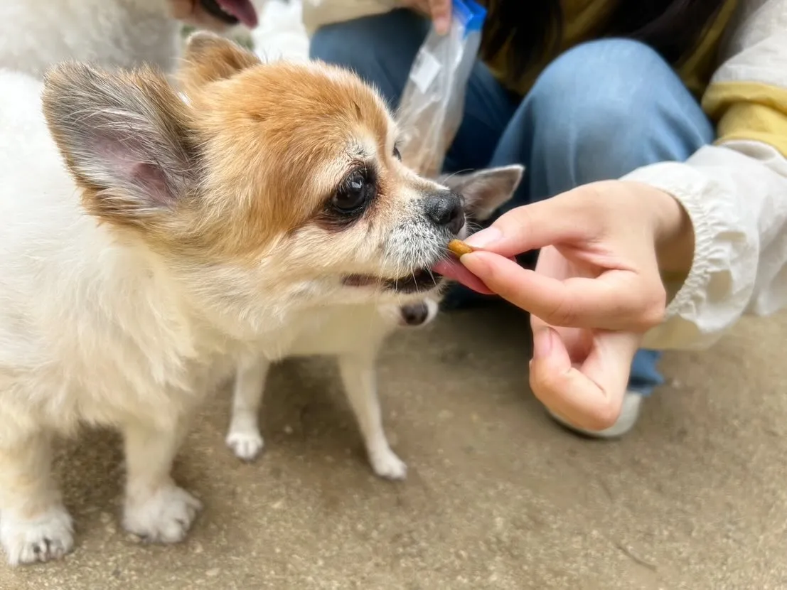 【ドッグランイベント予約受付開始のお知らせ】 
