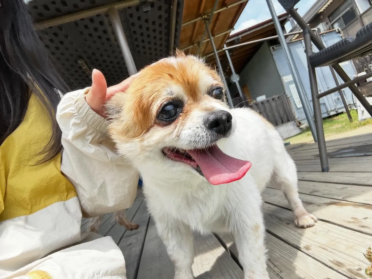 【ドッグランイベント 20日の予約受付終了のお知らせ】