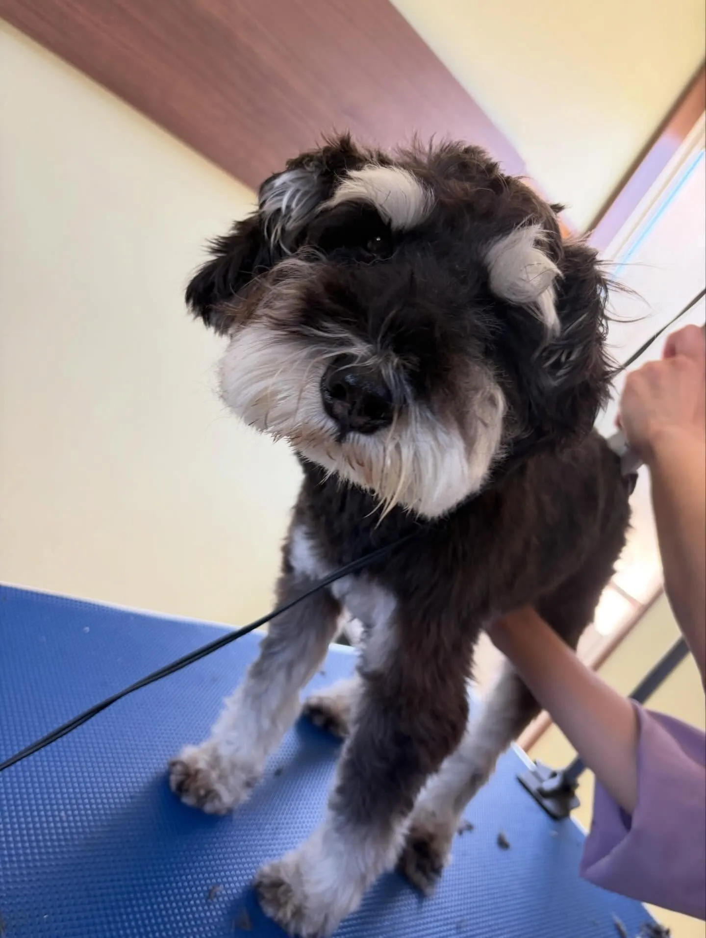 トリミングのセットメニューをご利用頂いたわんこたちです✨️