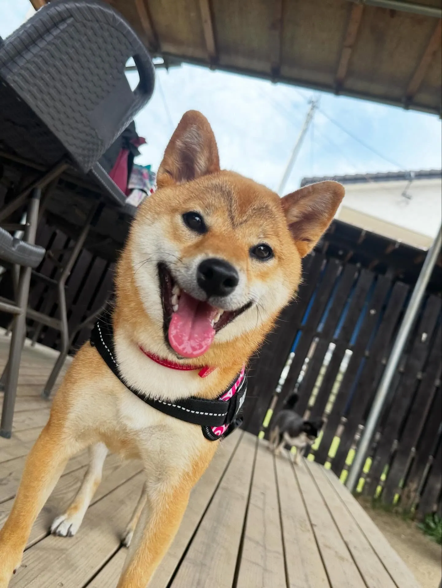 どうやら先月のお手入れわんこ写真の中でアップし忘れていた子が...