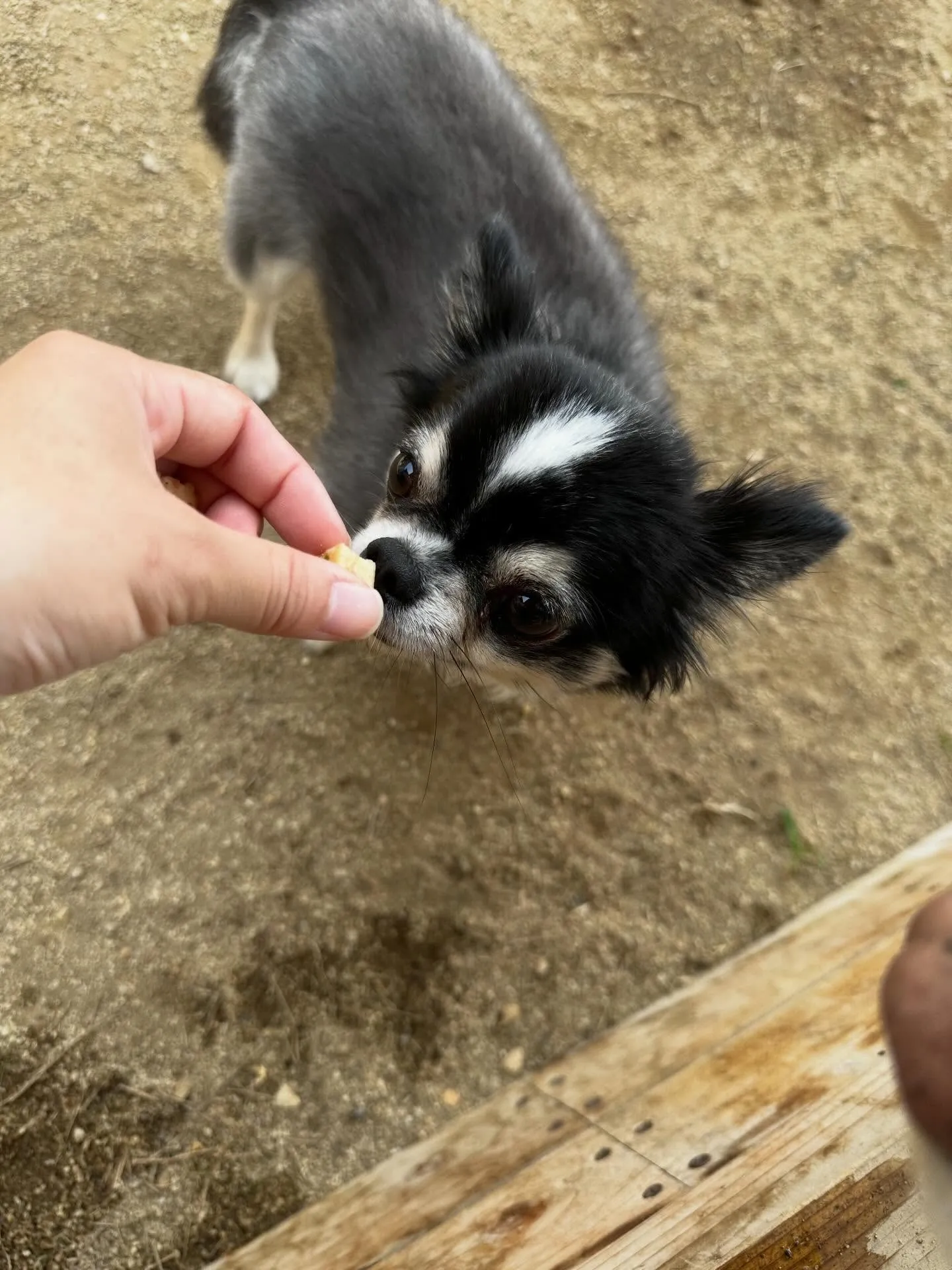 どうやら先月のお手入れわんこ写真の中でアップし忘れていた子が...