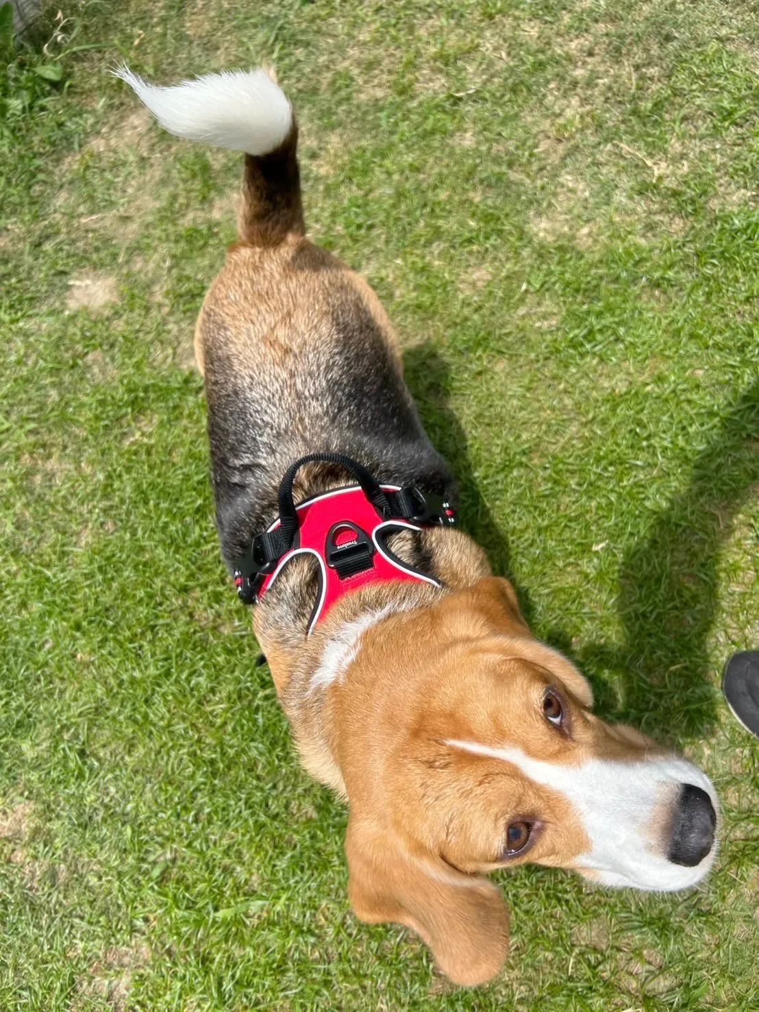 どうやら先月のお手入れわんこ写真の中でアップし忘れていた子が...