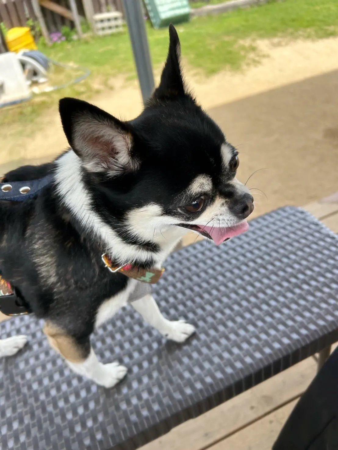 どうやら先月のお手入れわんこ写真の中でアップし忘れていた子が...