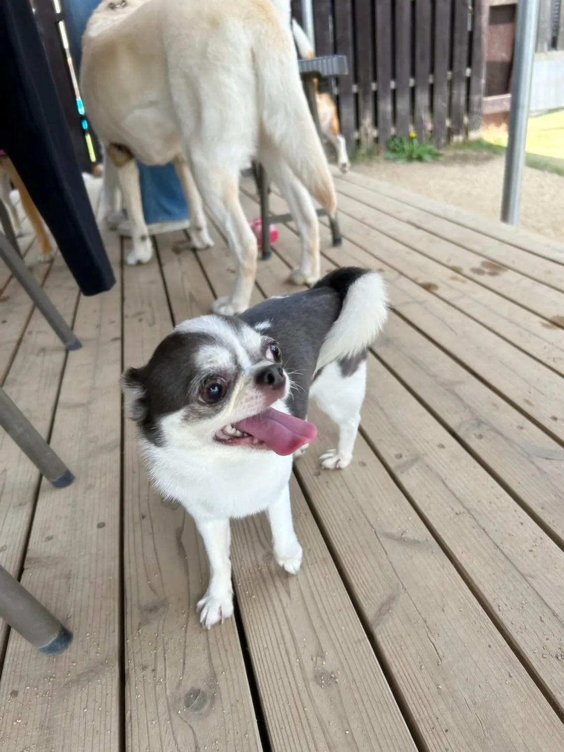 どうやら先月のお手入れわんこ写真の中でアップし忘れていた子が...