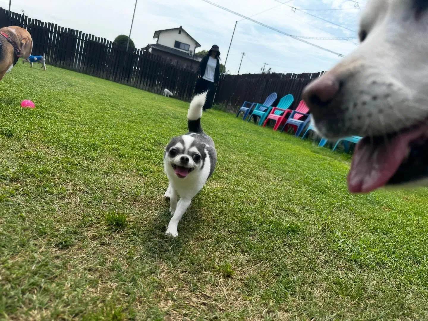 【ドッグランイベント 20日の予約受付終了のお知らせ】