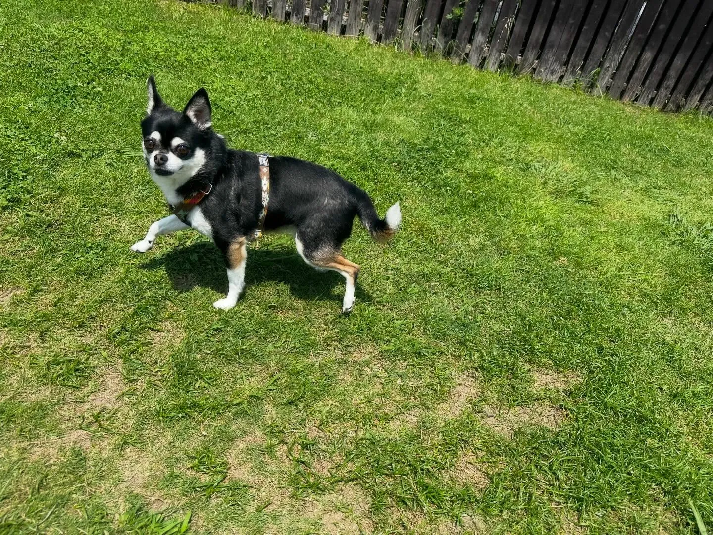 【ドッグランイベント予約受付開始のお知らせ】 